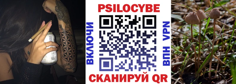 Галлюциногенные грибы Psilocybe Лениногорск